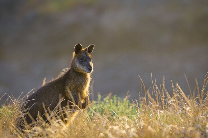 Phillip Island: Golden Hour Penguin Express Tour w/ Island Pickup - Why the golden-hour timing works so well