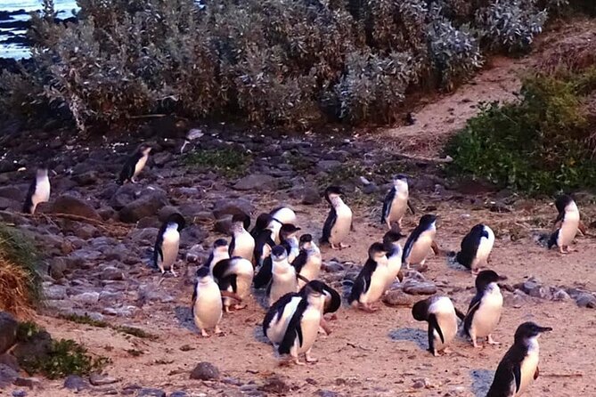 Phillip Island: Golden Hour Penguin Express Tour w/ Island Pickup - The Nobbies at sunset