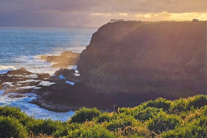 Phillip Island: Golden Hour Penguin Express Tour w/ Island Pickup - Summerlands prepares you for the penguins