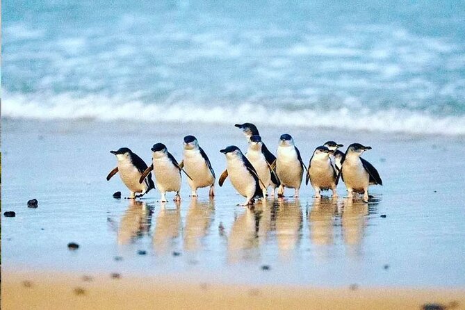 Phillip Island: Golden Hour Penguin Express Tour w/ Island Pickup - Cowes gives you a short taste of island life