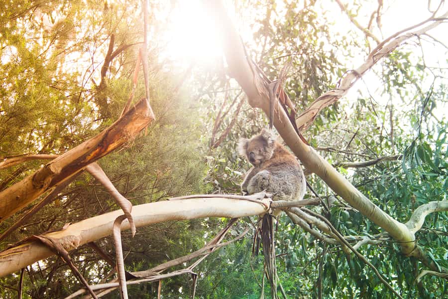 Phillip Island: Hike and Penguin Parade - 8 pax Small Tour - Koalas among the eucalyptus trees