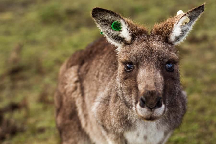 Phillip Island: Hike and Penguin Parade - 8 pax Small Tour - The guide, group size, and amount of explanation
