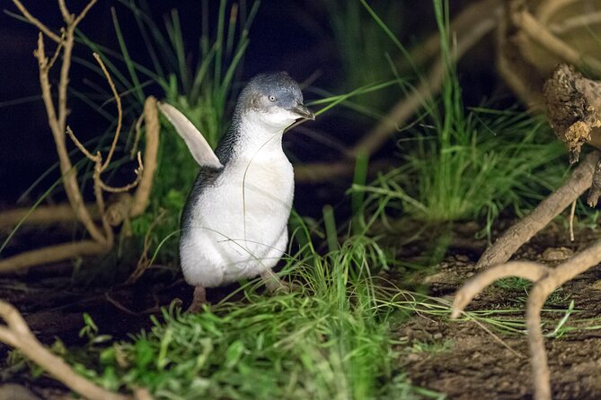 Phillip Island Penguin and Koala Highlights Day-Trip from Melbourne - Why the Penguin Parade is worth the long ride