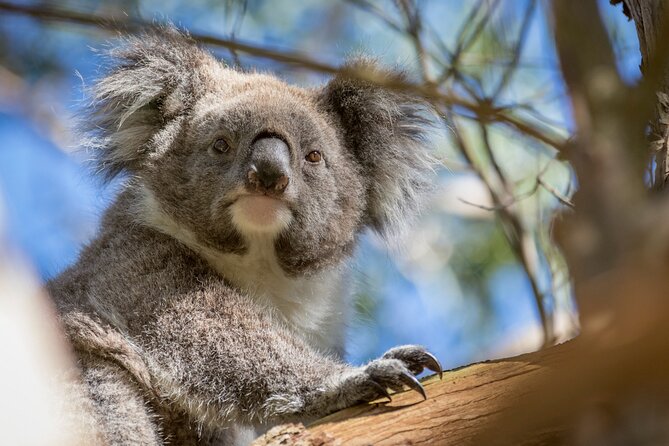 Phillip Island Penguin and Koala Highlights Day-Trip from Melbourne - What the coach ride adds, and where it falls short