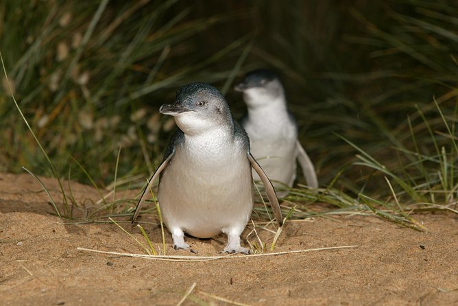 Phillip Island Penguin and Koala Highlights Day-Trip from Melbourne - Timing, comfort, and the return to Melbourne