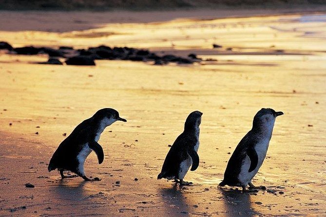 Phillip Island Penguin and wildlife Tour - Key points to know before booking