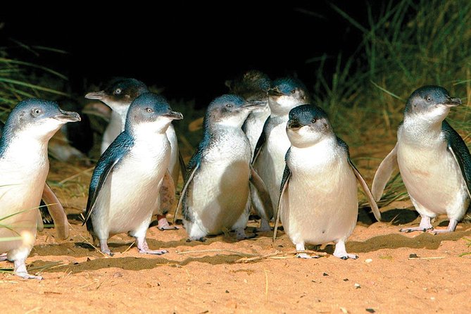Phillip Island Penguin and wildlife Tour - A full day built around one unforgettable arrival