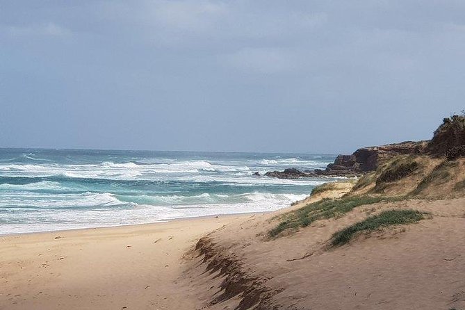 Phillip Island Penguin and wildlife Tour - Cowes gives you a short break from the wildlife