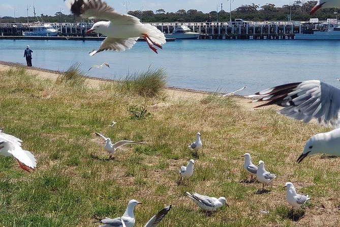 Phillip Island Penguin and wildlife Tour - The Nobbies brings you to Phillip Island’s rough western edge