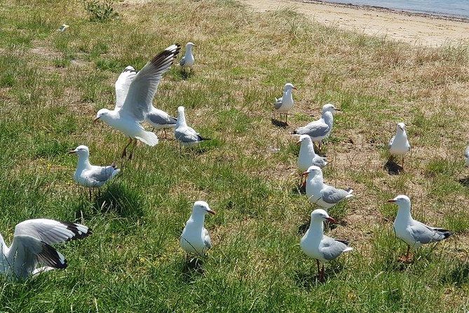 Phillip Island Penguin and wildlife Tour - What to pack for the 12-hour outing