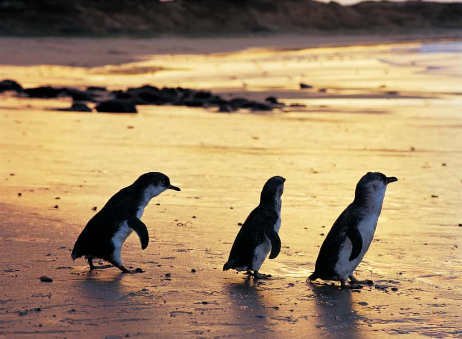 Phillip Island Penguin Direct Sunset Tour - What the guide adds to the experience