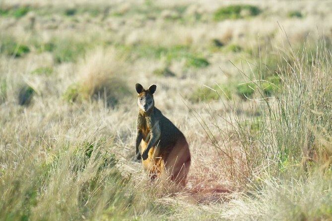 Phillip Island & Penguin Parade Afternoon Eco Tour from Melbourne - Guides make a real difference on a long day