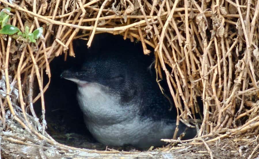 Phillip Island Penguin Parade Afternoon Tour from Melbourne - Key points to know before booking