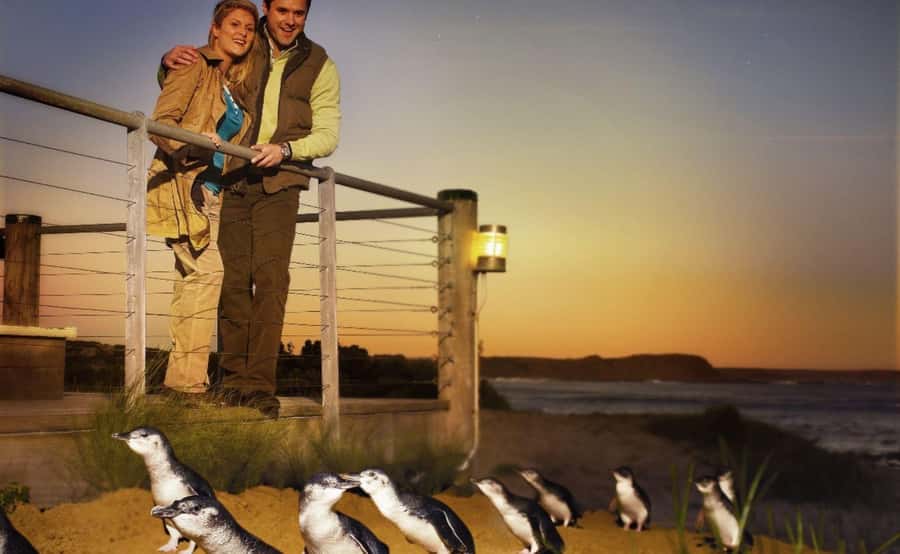 Phillip Island Penguin Parade Afternoon Tour from Melbourne - Is $109 good value?