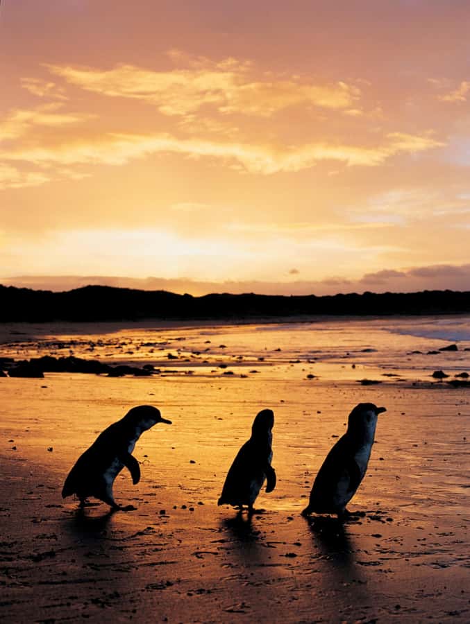 Phillip Island: Penguin Parade and Multi Attraction Pass - Churchill Island Heritage Farm, where history stays active