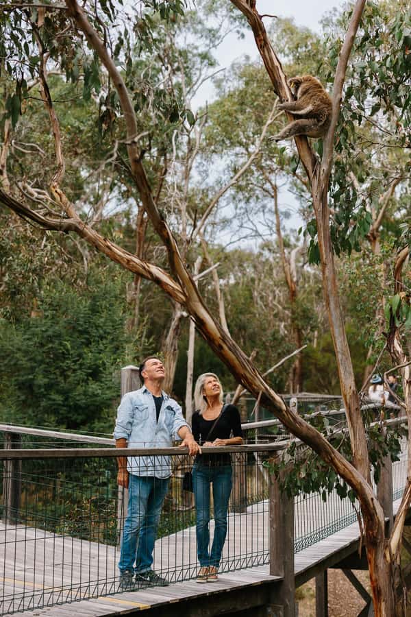 Phillip Island: Penguin Parade and Multi Attraction Pass - How to use the pass without rushing