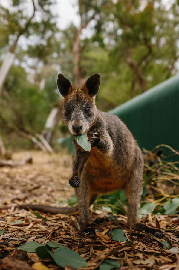 Phillip Island: Penguin Parade and Multi Attraction Pass - Crowds, rules, and the parts you cannot control