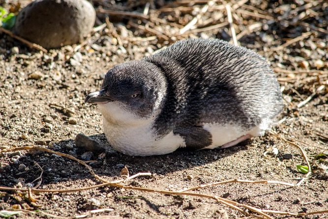 Phillip Island Penguin Parade Day Trip with Koalas from Melbourne - Key points to know before booking