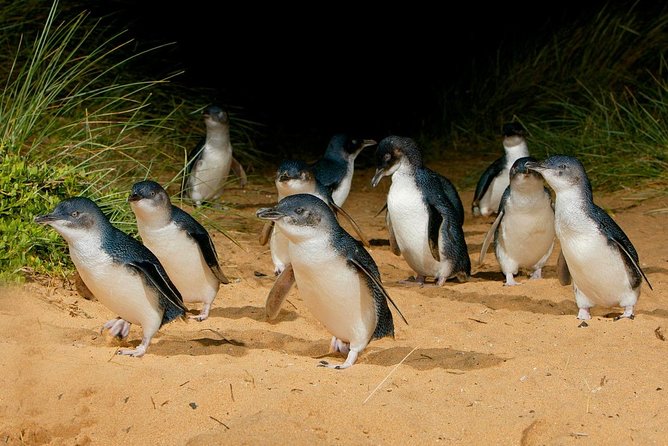 Phillip Island Penguin Parade Day Trip with Koalas from Melbourne - A practical break in Cowes
