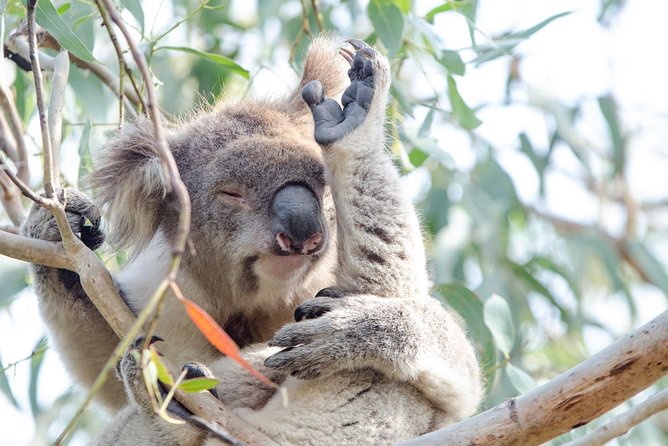 Phillip Island Penguin Parade Day Trip with Koalas from Melbourne - What the $111.17 price really covers