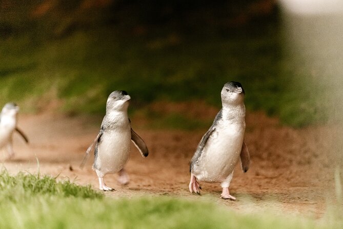 Phillip Island Penguin Parade Express Tour from Melbourne - Guides add more than a transfer
