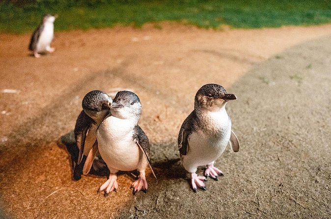 Phillip Island Penguin Parade Express Tour from Melbourne - General viewing or a paid upgrade