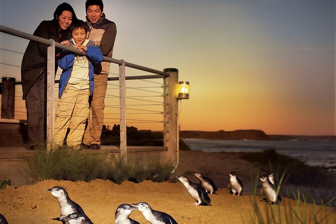 Phillip Island Penguin Parade Express Tour from Melbourne - How much value do you get for $96.83?