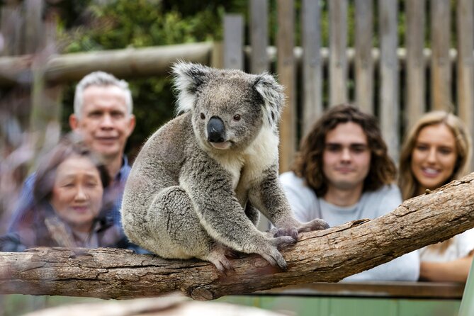 Phillip Island Penguin Parade, Wildlife and Beach Boxes Bus Tour - Why the penguin parade is worth the long day