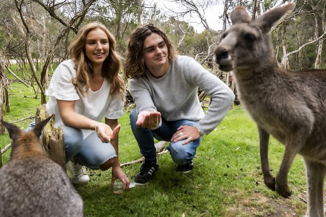 Phillip Island Penguin Parade, Wildlife and Beach Boxes Bus Tour - Who will enjoy this Phillip Island day trip