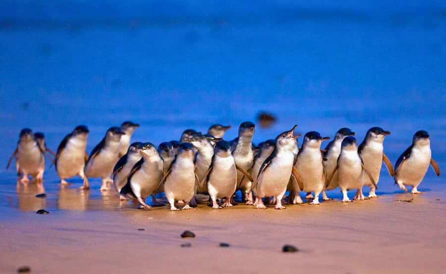 Phillip Island Penguin Parade with Expert Local Guide - Why the penguin parade is worth the long day