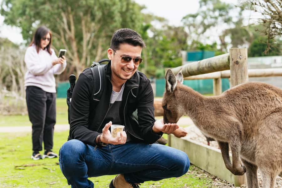 Phillip Island Penguin Parade with Expert Local Guide - Moonlit Sanctuary brings you close to Australian wildlife