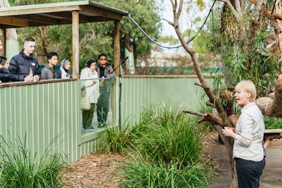Phillip Island Penguin Parade with Expert Local Guide - What $116 includes, and where the value lies