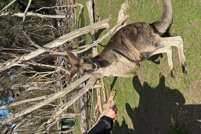 Phillip Island Penguins and Moonlit Sanctuary Private Day Tour - Cape Woolamai: Phillip Island’s open coastal side