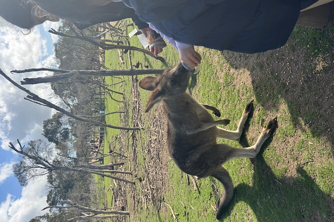 Phillip Island Penguins and Moonlit Sanctuary Private Day Tour - Cowes: the practical lunch and town stop