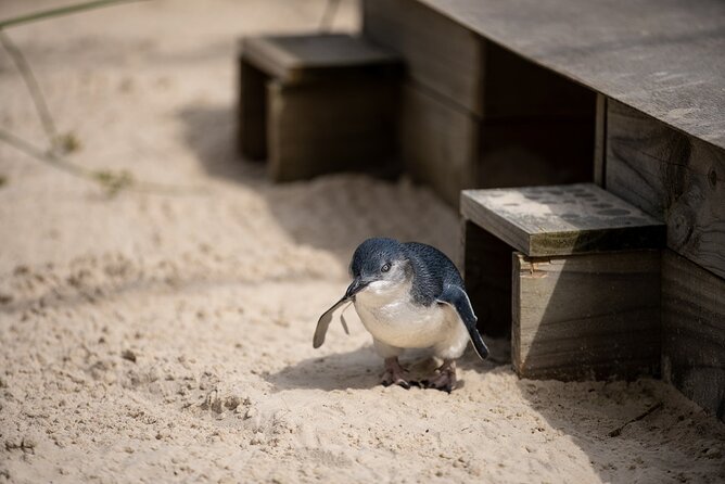 Phillip Island Penguins and Moonlit Sanctuary Private Day Tour - The Penguin Parade: the reason most people book
