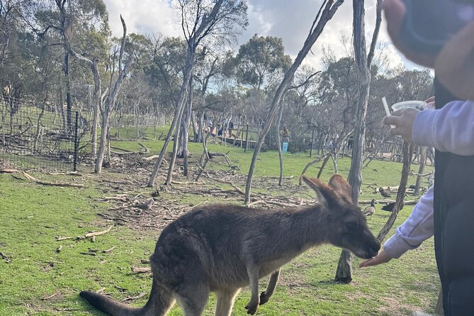Phillip Island Penguins and Moonlit Sanctuary Private Day Tour - What the $304.83 price really covers