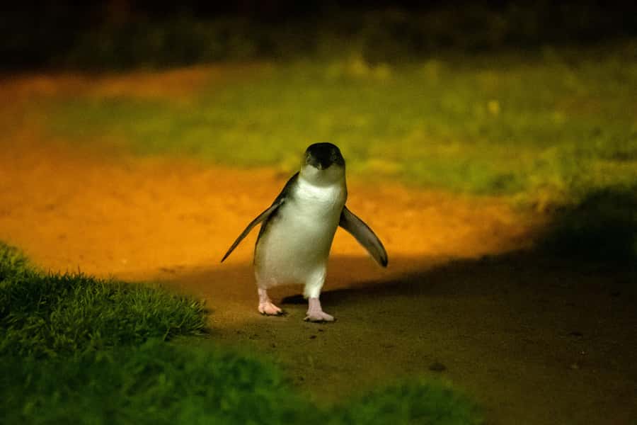 Phillip Island: Penguins and Wildlife Full-Day Tour - The Nobbies brings cliffs, seals, and wild penguin signs