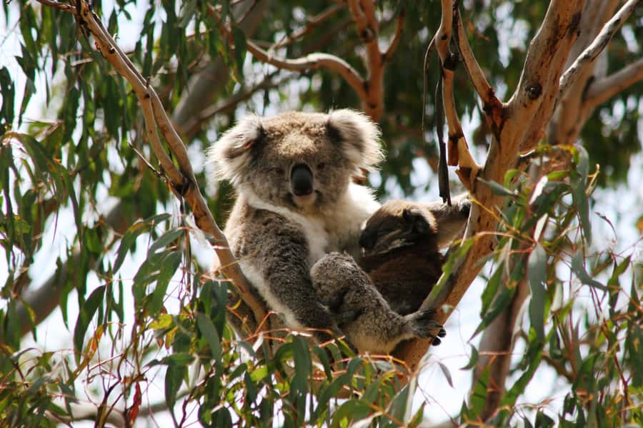 Phillip Island: Penguins and Wildlife Full-Day Tour - Woolamai Beach offers a brief taste of the coast