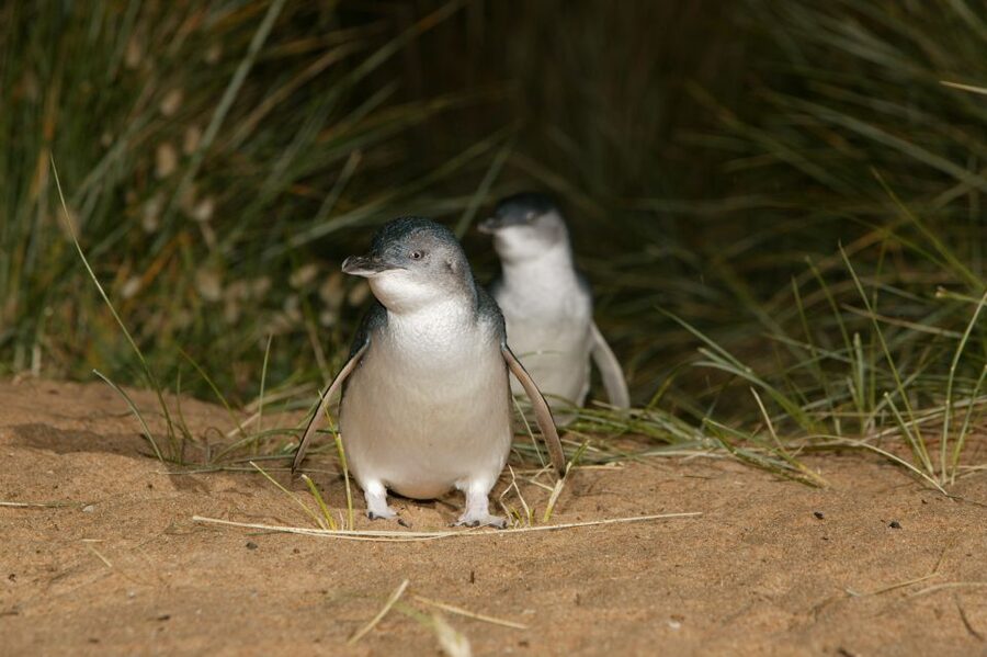 Phillip Island: Penguins and Wildlife Full-Day Tour - What $109 buys you
