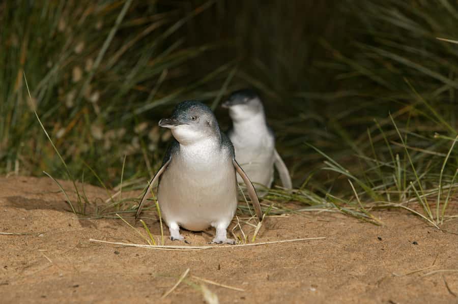 Phillip Island: Penguins and Wildlife Full-Day Tour - Weather, clothing, and animal etiquette