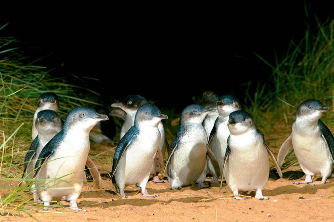 Phillip Island Penguins Private Adventure - Key points at a glance