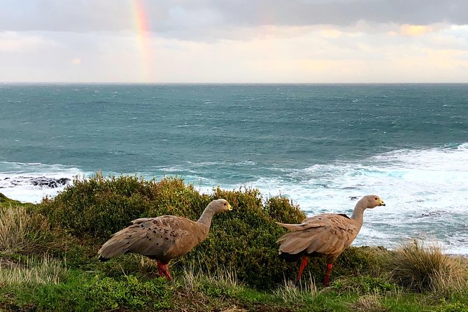 Phillip Island Penguins Private Adventure - Cowes gives you time for a proper meal