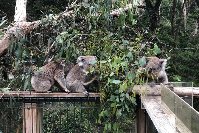 Phillip Island Penguins Private Adventure - What the private setup changes
