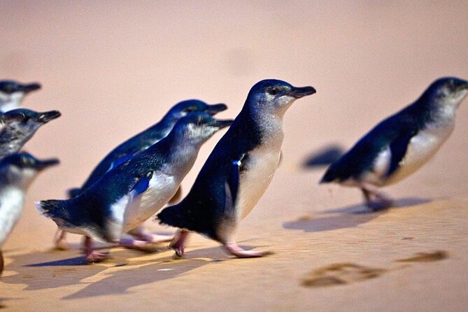 Phillip Island Penguins & Wildlife Day Tour from Melbourne - Cape Woolamai brings sand and surf