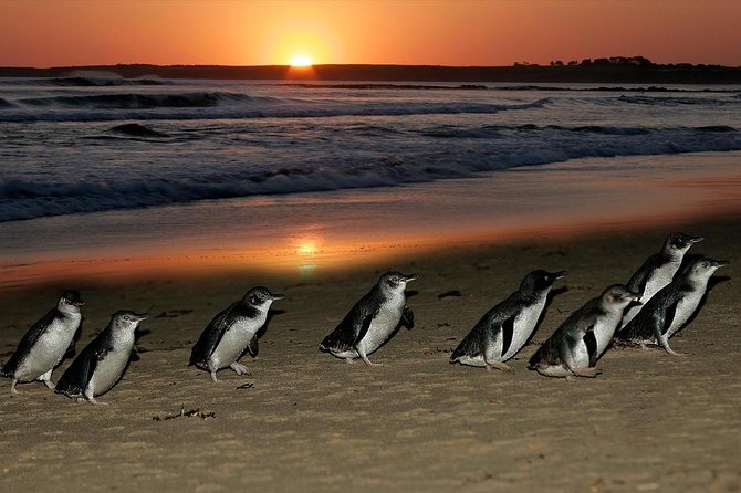 Phillip Island Penguins & Wildlife Day Tour from Melbourne - The bus journey is long, but the format helps