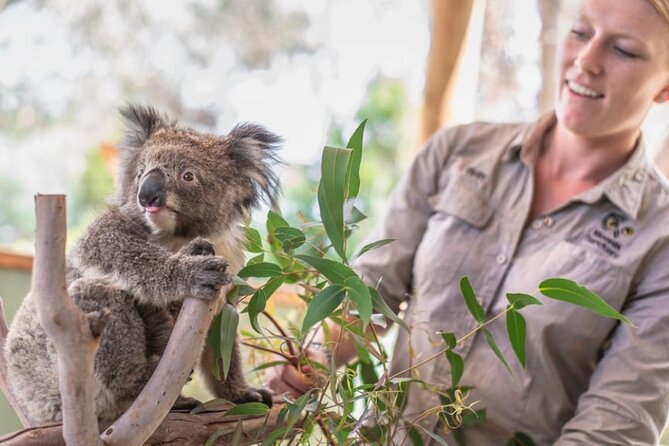 Phillip Island Penguins & Wildlife Day Tour from Melbourne - Moonlit Sanctuary gives the day its first wildlife hit