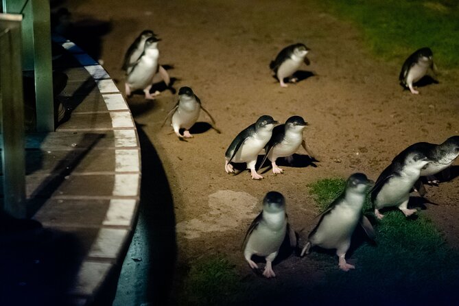Phillip Island Wildlife Cruise and Penguin Tour from Melbourne - The optional two-hour wildlife cruise