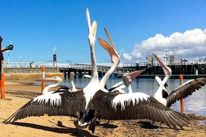 Phillip Island Wildlife Cruise and Penguin Tour from Melbourne - Flynns Beach and the Nobbies at golden hour