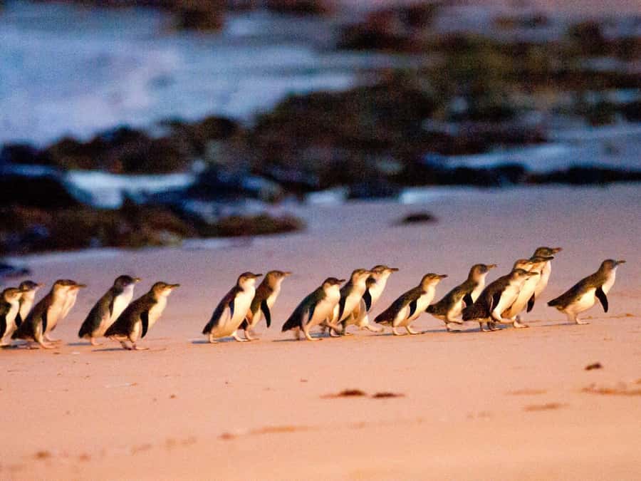 Phillip Island: Wine, Wildlife & Penguins with Gourmet Feast - Key points at a glance
