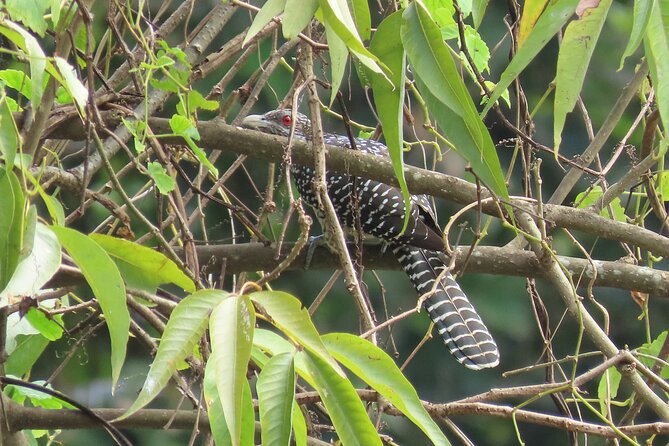 Phnom Penh Birding Experience and Brunch - Why this Phnom Penh birding trip is worth your morning